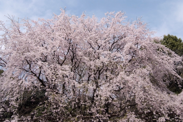 六義園の桜